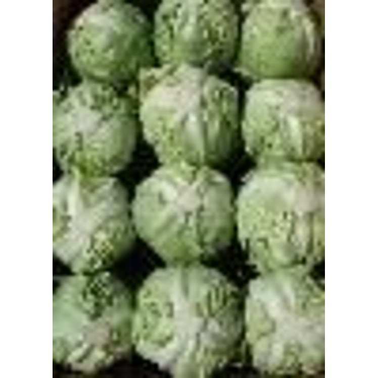 GREEN CABBAGE 50 LB FRESH