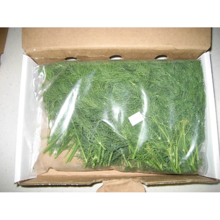 DILL FRESH HERB