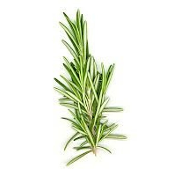 ROSEMARY FRESH HERB