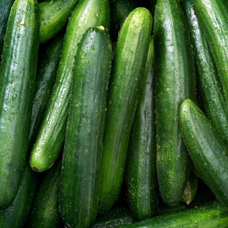 CUCUMBERS FRESH