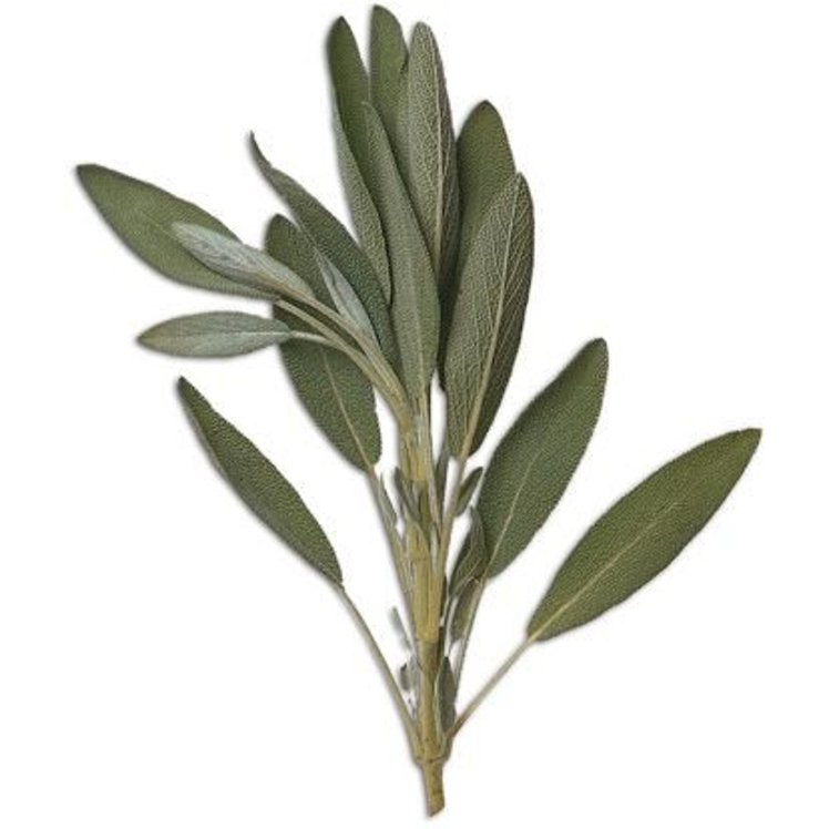 FRESH SAGE HERB