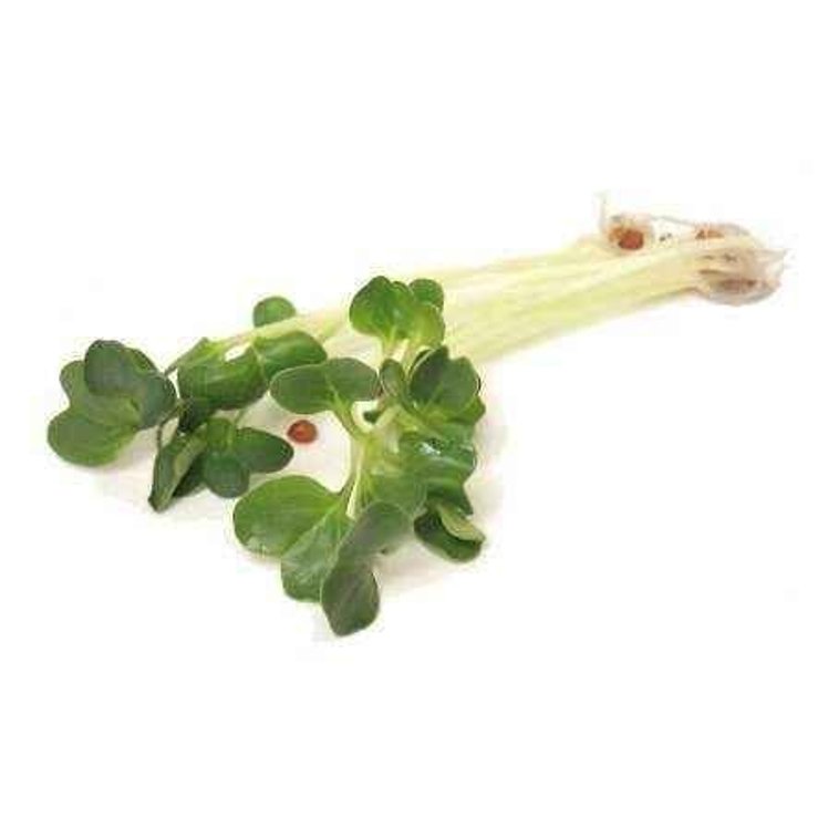 DAIKON RADISH SPROUT FRESH