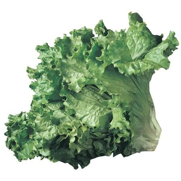 GREEN LEAF LETTUCE-WRAPPED