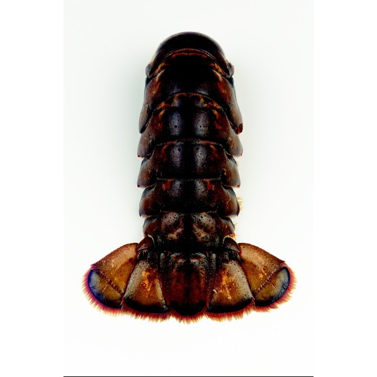 OYSTER BAY NORTH AMERICAN LOBSTER TAILS 4 OZ