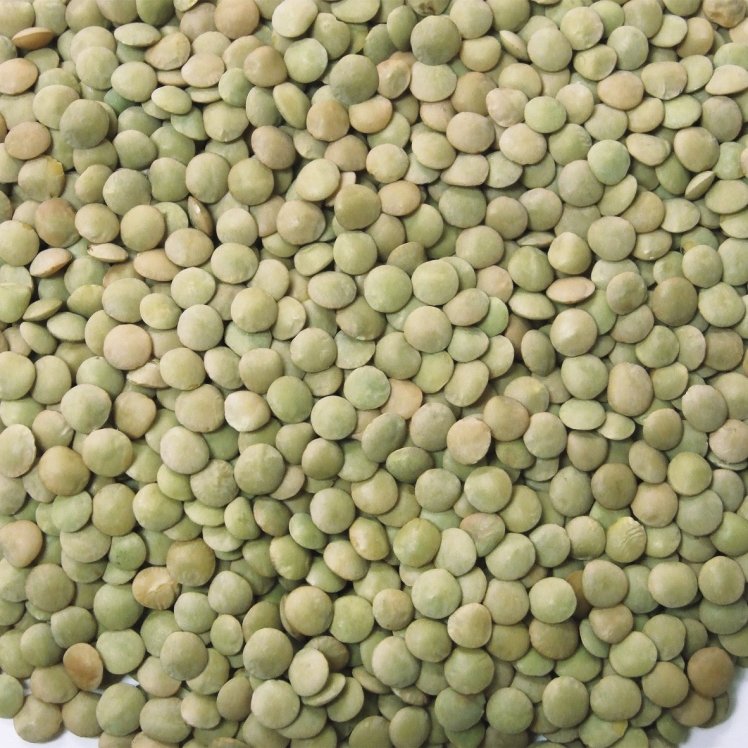 JACK RABBIT LENTIL, GREEN RICHLEA DRIED RAW