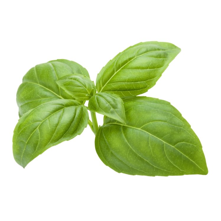 FRESH BASIL HERB