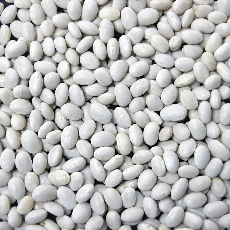 JACK RABBIT BEAN NAVY DRIED
