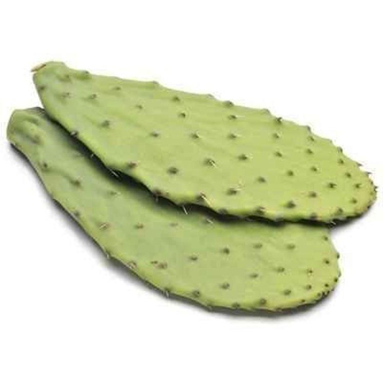 CACTUS LEAF EDIBLE FRESH