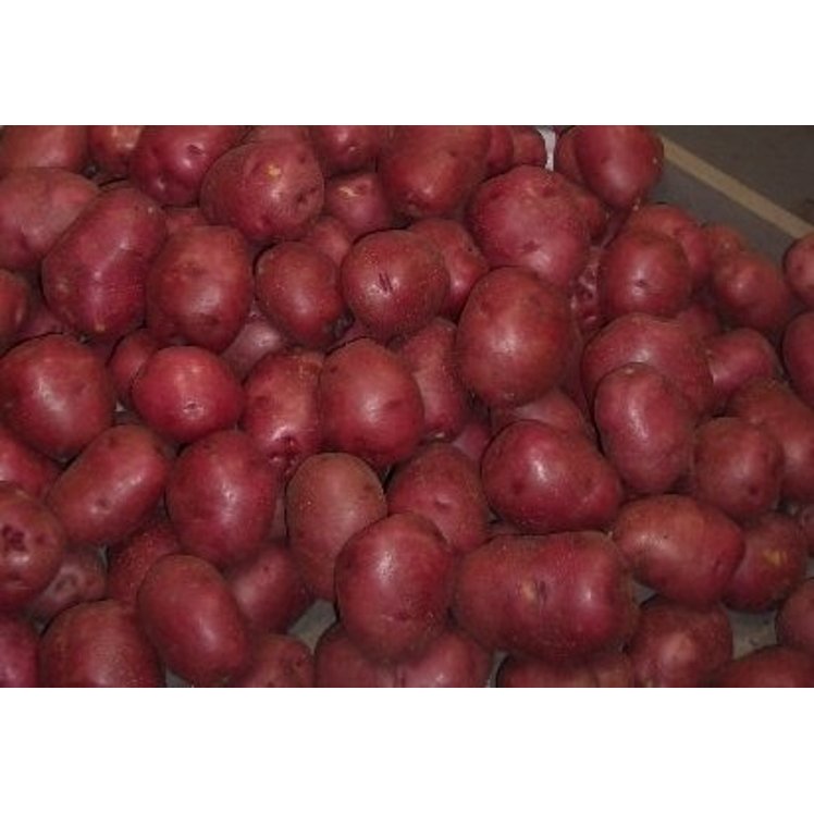 POTATO RED A SIZE FRESH