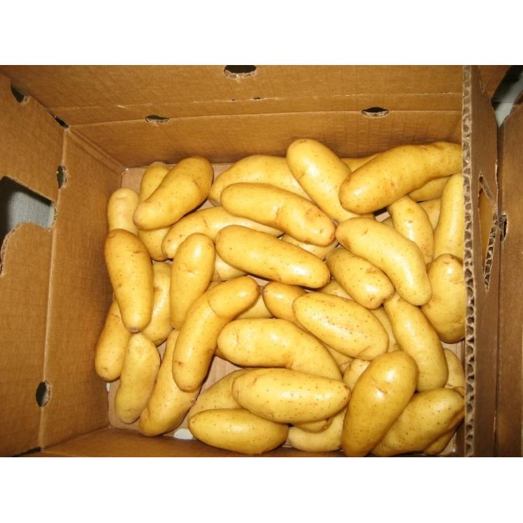POTATO FINGERLING FRESH