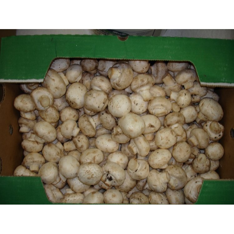 MUSHROOM FRESH