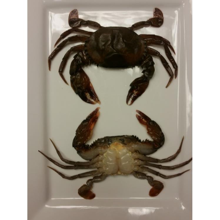 HARBOR SEAFOOD SOFT SHELL CRABS HOTEL