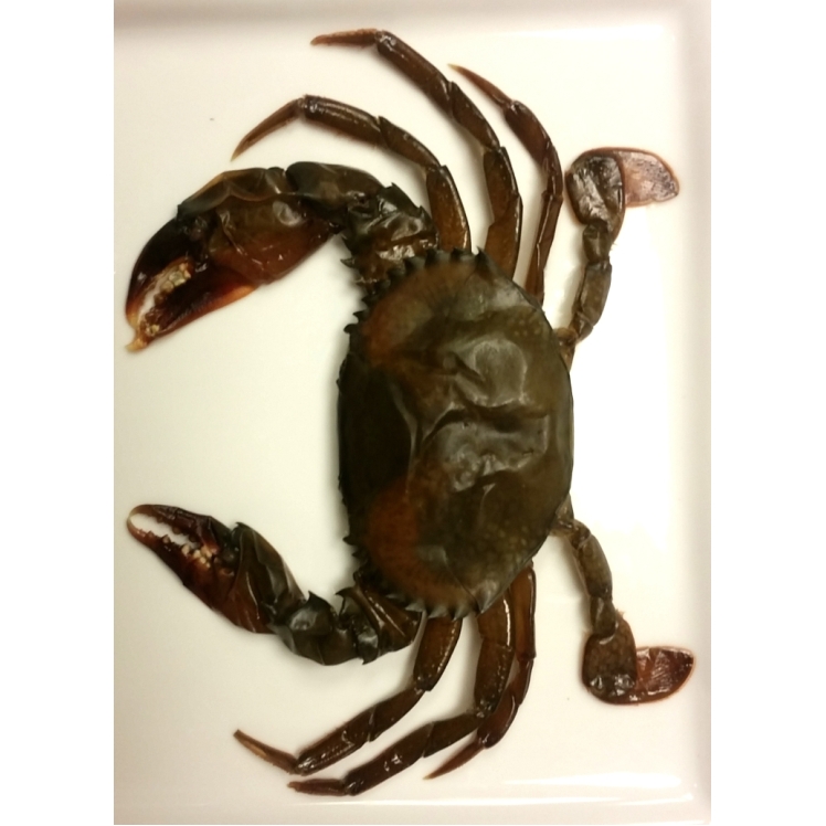 HARBOR SEAFOOD SOFT SHELL CRABS HOTEL