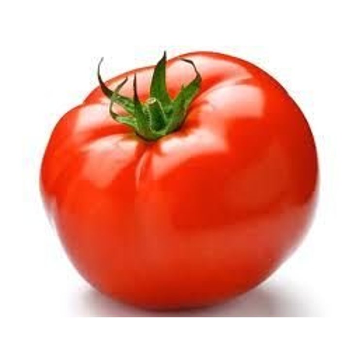 LARGE ROUND TOMATO