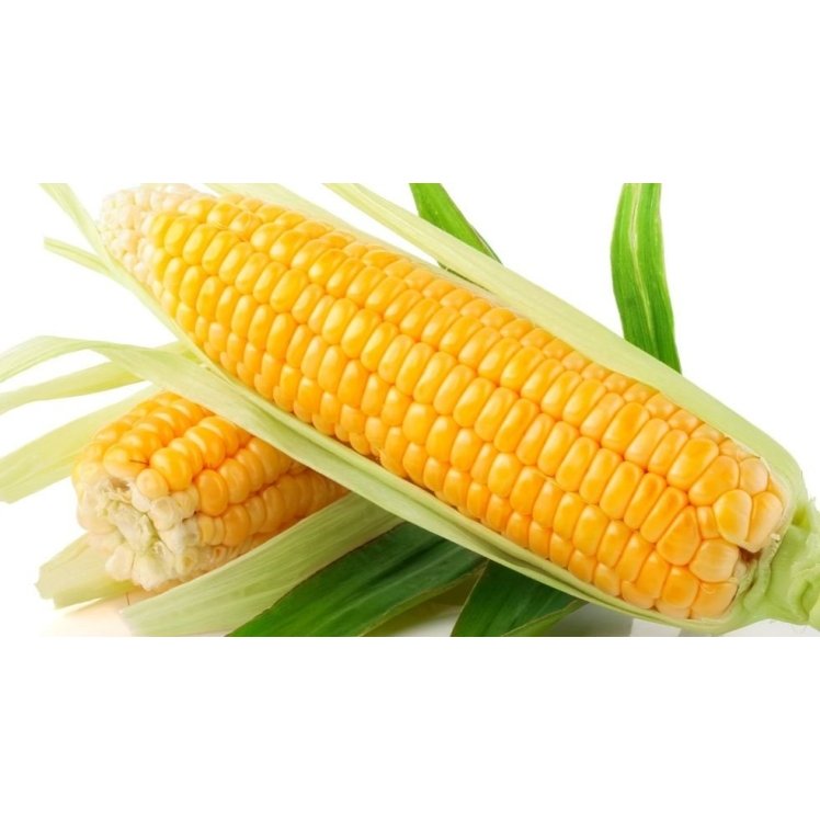 YELLOW CORN FRESH