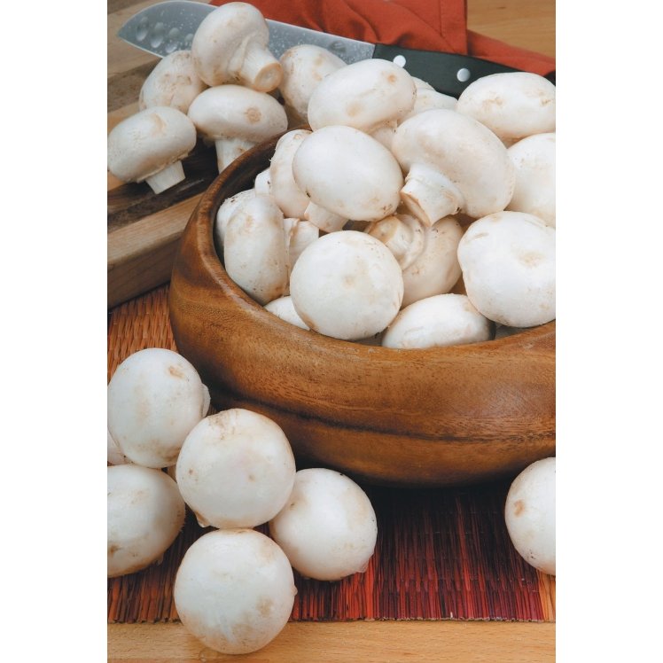 LARGE FRESH MUSHROOMS