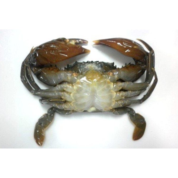 TETSUJIN SOFT SHELL CRAB HOTEL