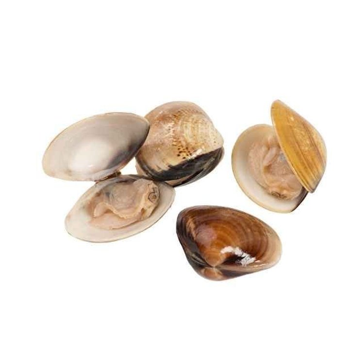 PANAPESCA CLAMS IN SHELL