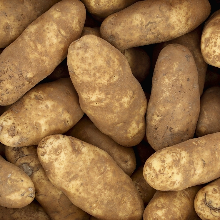 CROSS VALLEY FARMS POTATO RUSSET IDAHO 40 COUNT 18-22