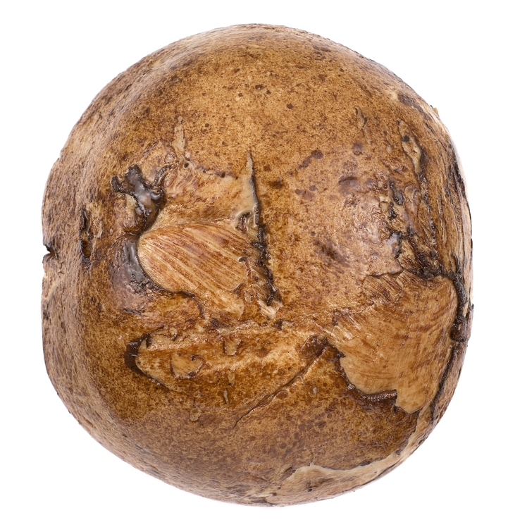 FOSTER FARMS OIL BROWN TURKEY BREAST PREMIER