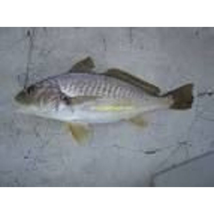 CROAKER 8-16 OZ HEADED GUTTED