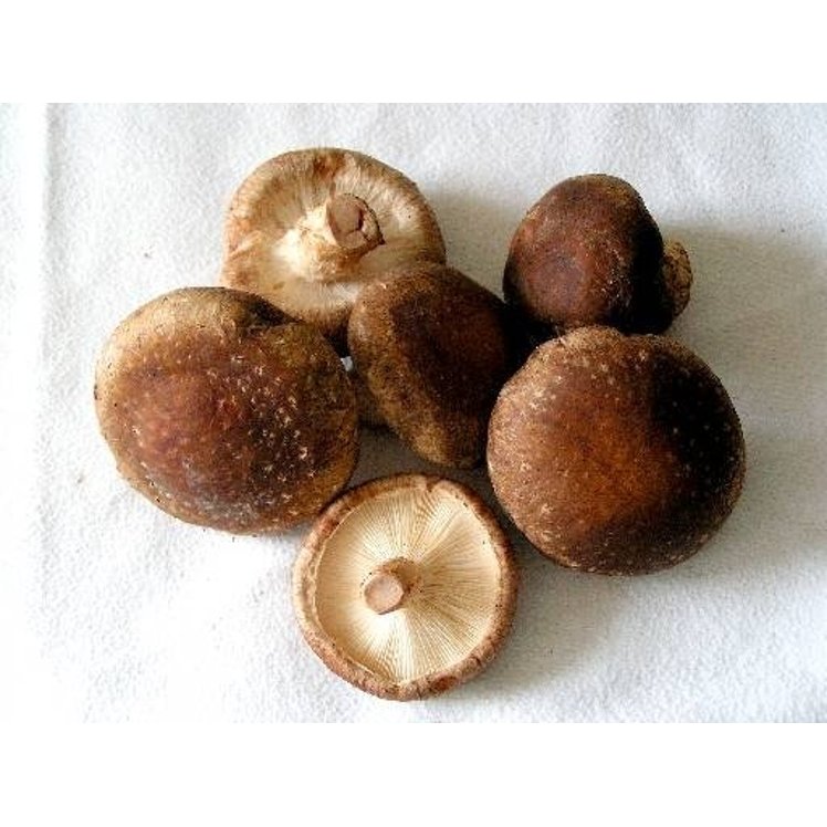 SHIITAKE MUSHROOMS FRESH