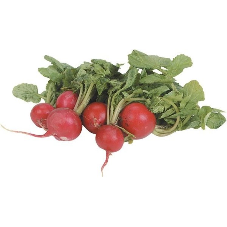 RADISHES FRESH