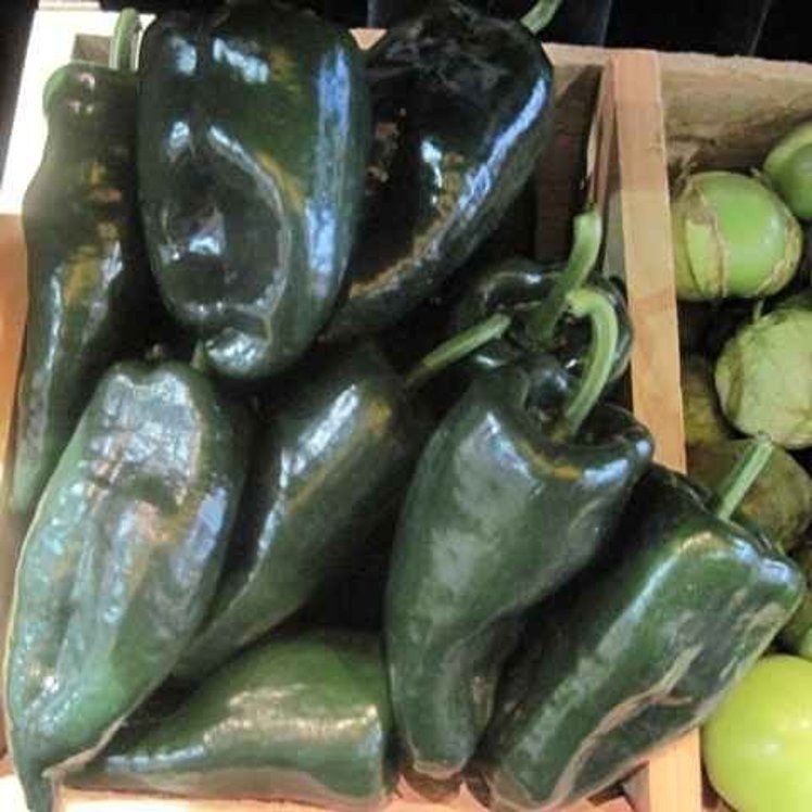 POBLANO CHILI PEPPERS FRESH