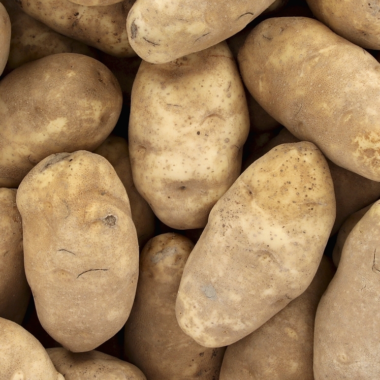 CROSS VALLEY FARMS RUSSET IDAHO POTATOES 50 COUNT 14-18