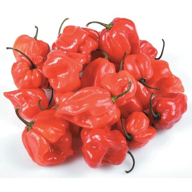 CHILI HABANERO PEPPERS FRESH