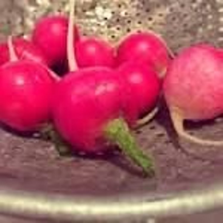 RADISH CLEANED & TRIMMED FRESH