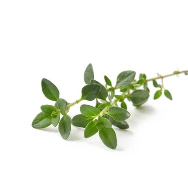 FRESH THYME HERB