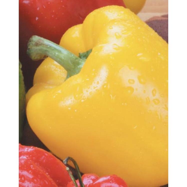 YELLOW BELL PEPPERS 22-28 LB