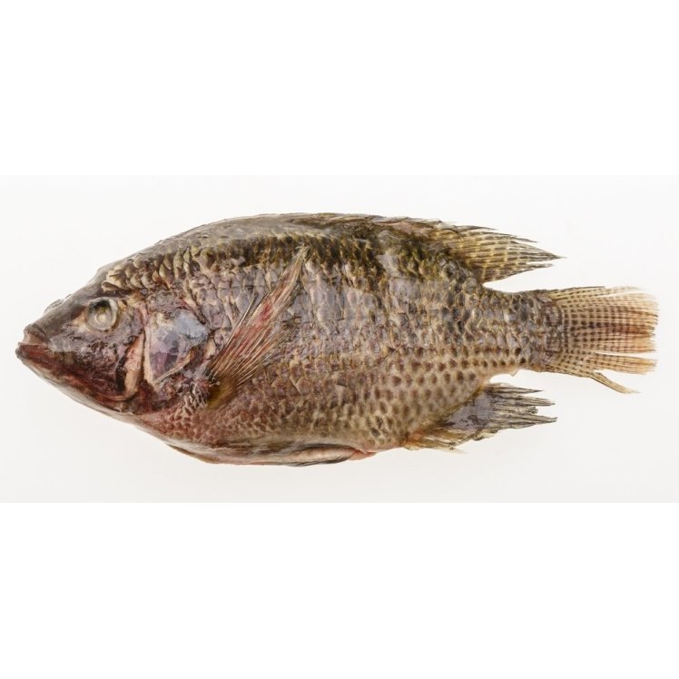 WHOLE TILAPIA 550-800 GRAMS
