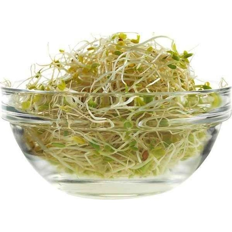 ALFALFA SPROUTS FRESH