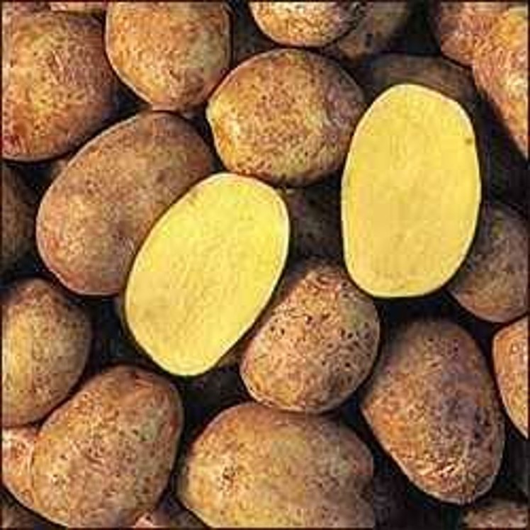 YUKON GOLD POTATOES SIZE B FRESH